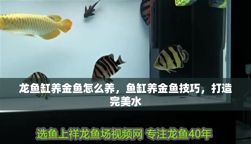 龍魚缸養金魚怎么養，魚缸養金魚技巧，打造完美水