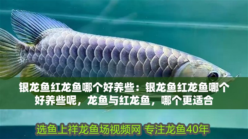 銀龍魚紅龍魚哪個(gè)好養(yǎng)些：銀龍魚紅龍魚哪個(gè)好養(yǎng)些呢，龍魚與紅龍魚，哪個(gè)更適合