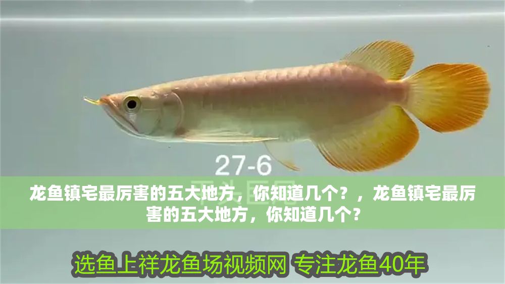 龍魚鎮(zhèn)宅最厲害的五大地方，你知道幾個(gè)？，龍魚鎮(zhèn)宅最厲害的五大地方，你知道幾個(gè)？