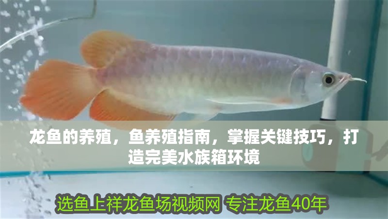 龍魚的養殖,魚養殖指南,掌握關鍵技巧,打造完美水族箱環境 龍魚百科 第2張 龍魚的養殖,魚養殖指南,掌握關鍵技巧,打造完美水族箱環境 龍魚的養殖,魚養殖指南,掌握關鍵技巧,打造完美水族箱環境 龍魚百科 第2張