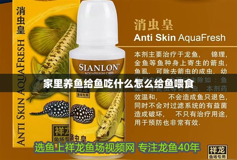 家里養(yǎng)魚給魚吃什么怎么給魚喂食