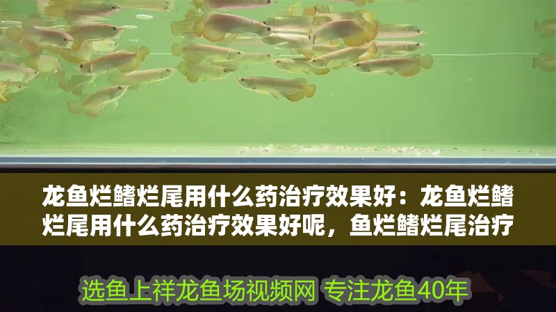 龍魚爛鰭爛尾用什么藥治療效果好：龍魚爛鰭爛尾用什么藥治療效果好呢，魚爛鰭爛尾治療藥物選擇指南 龍魚爛鰭爛尾用什么藥治療效果好：龍魚爛鰭爛尾用什么藥治療效果好呢，魚爛鰭爛尾治療藥物選擇指南 水族問答