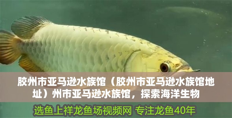 膠州市亞馬遜水族館（膠州市亞馬遜水族館地址）州市亞馬遜水族館，探索海洋生物