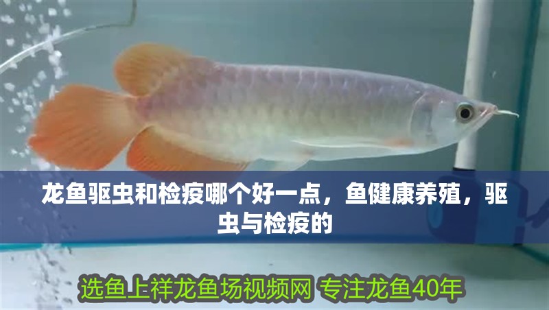 龍魚驅蟲和檢疫哪個好一點，魚健康養殖，驅蟲與檢疫的