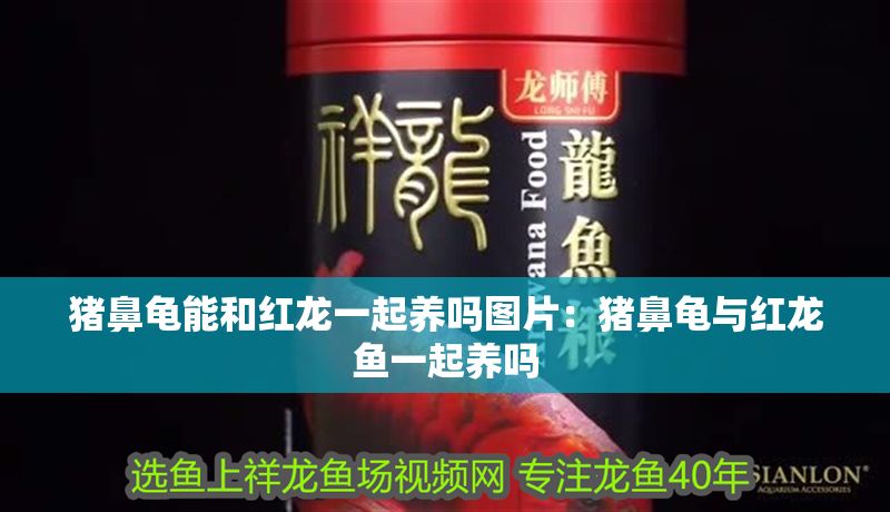豬鼻龜能和紅龍一起養(yǎng)嗎圖片：豬鼻龜與紅龍魚(yú)一起養(yǎng)嗎 豬鼻龜能和紅龍一起養(yǎng)嗎圖片：豬鼻龜與紅龍魚(yú)一起養(yǎng)嗎 豬鼻龜百科 第1張