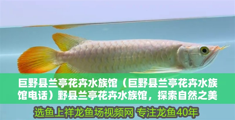 金龍魚一般長多大：金龍魚一般長多大的魚，龍魚的體型與成長，探索金