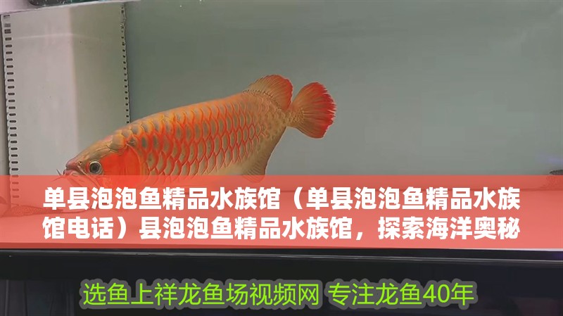 單縣泡泡魚精品水族館（單縣泡泡魚精品水族館電話）縣泡泡魚精品水族館，探索海洋奧秘，體驗水