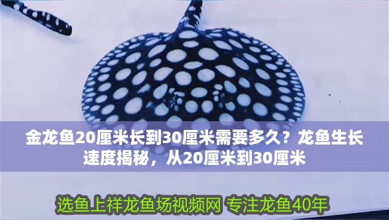 金龍魚20厘米長到30厘米需要多久？龍魚生長速度揭秘，從20厘米到30厘米