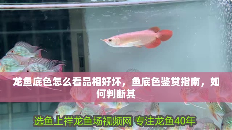 龍魚底色怎么看品相好壞，魚底色鑒賞指南，如何判斷其