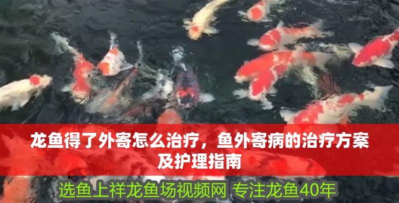 龍魚得了外寄怎么治療，魚外寄病的治療方案及護理指南 龍魚得了外寄怎么治療，魚外寄病的治療方案及護理指南 龍魚百科 第2張