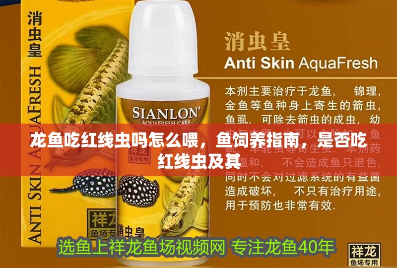 龍魚吃紅線蟲嗎怎么喂，魚飼養指南，是否吃紅線蟲及其