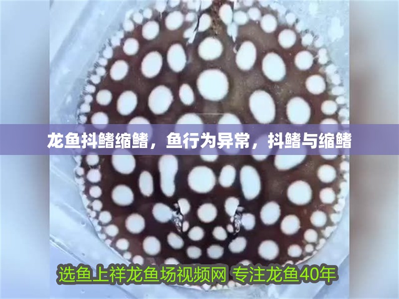 龍魚抖鰭縮鰭，魚行為異常，抖鰭與縮鰭