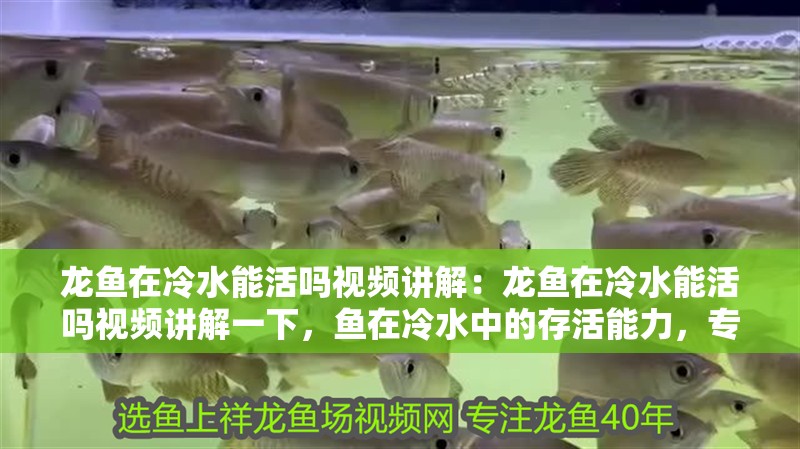 龍魚在冷水能活嗎視頻講解：龍魚在冷水能活嗎視頻講解一下，魚在冷水中的存活能力，專業視頻