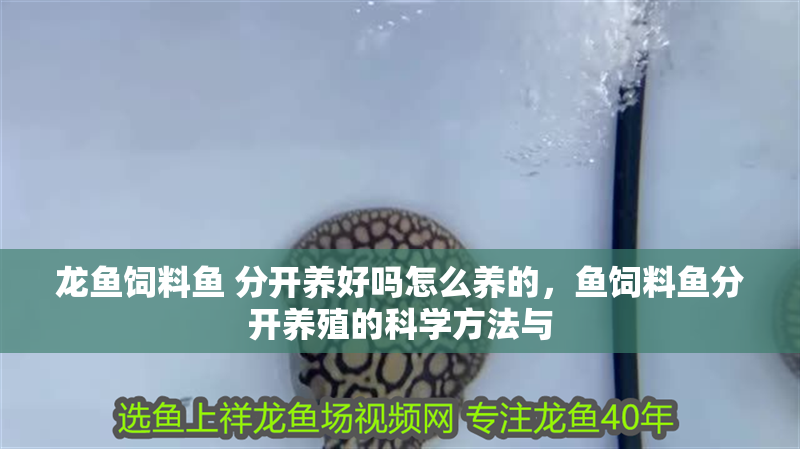 龍魚飼料魚 分開養好嗎怎么養的，魚飼料魚分開養殖的科學方法與