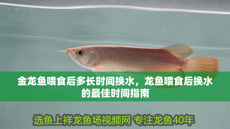 金龍魚喂食后多長時間換水，龍魚喂食后換水的最佳時間指南 金龍魚喂食后多長時間換水，龍魚喂食后換水的最佳時間指南 龍魚百科 第2張