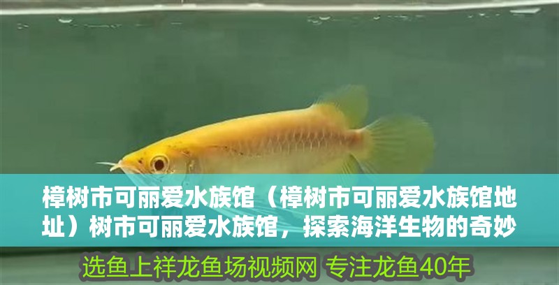 樟樹市可麗愛水族館（樟樹市可麗愛水族館地址）樹市可麗愛水族館，探索海洋生物的奇妙