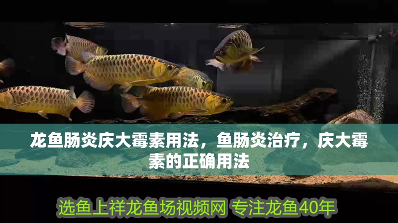 龍魚腸炎慶大霉素用法，魚腸炎治療，慶大霉素的正確用法