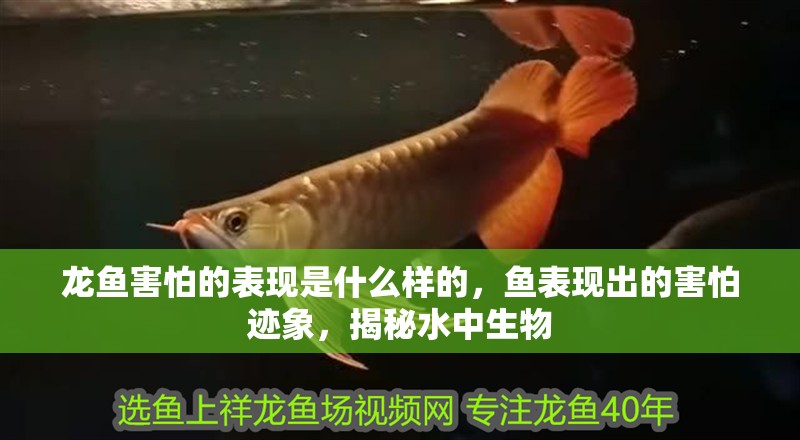 龍魚害怕的表現是什么樣的,魚表現出的害怕跡象,揭秘水中生物 龍魚百科 第2張 龍魚害怕的表現是什么樣的,魚表現出的害怕跡象,揭秘水中生物 龍魚害怕的表現是什么樣的,魚表現出的害怕跡象,揭秘水中生物 龍魚百科 第2張