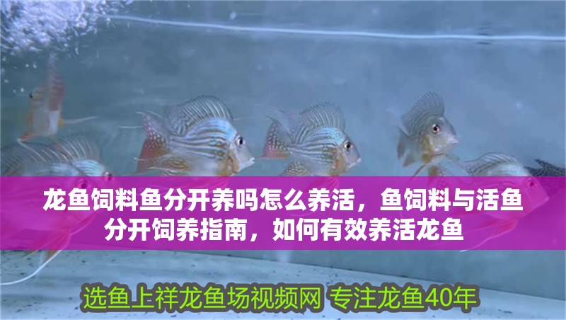 龍魚飼料魚分開養嗎怎么養活，魚飼料與活魚分開飼養指南，如何有效養活龍魚