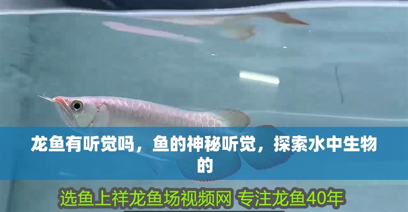 龍魚有聽覺嗎，魚的神秘聽覺，探索水中生物的 龍魚有聽覺嗎，魚的神秘聽覺，探索水中生物的 龍魚百科 第2張