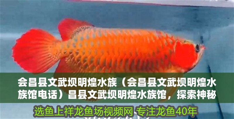 會昌縣文武壩明煌水族（會昌縣文武壩明煌水族館電話）昌縣文武壩明煌水族館，探索神秘的水族