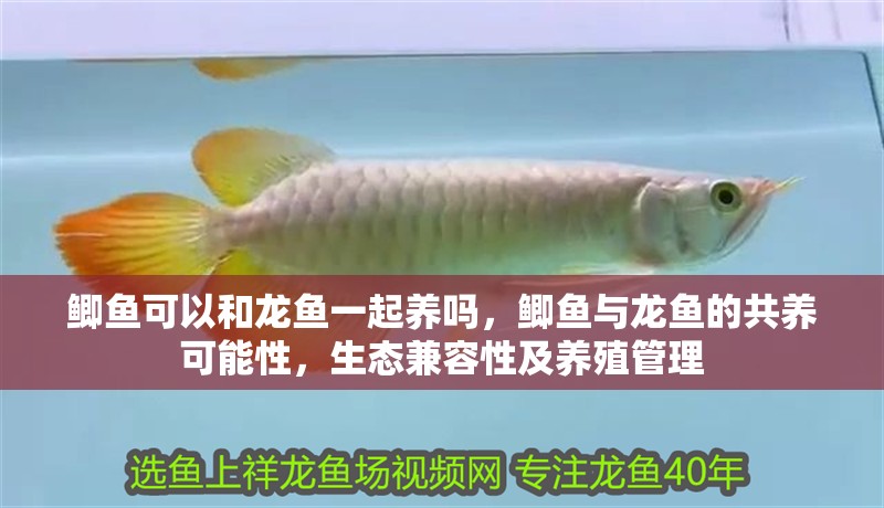 鯽魚可以和龍魚一起養嗎，鯽魚與龍魚的共養可能性，生態兼容性及養殖管理