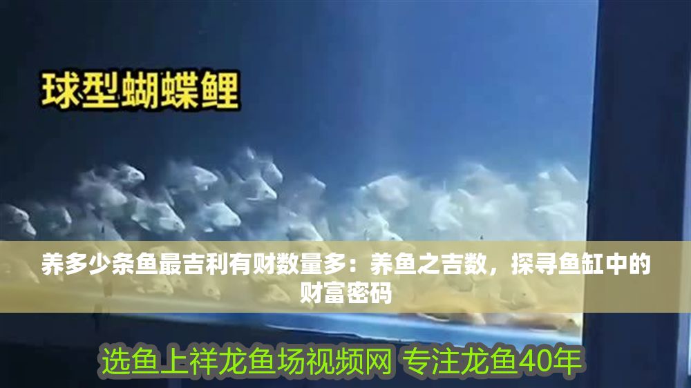 養多少條魚最吉利有財數量多：養魚之吉數，探尋魚缸中的財富密碼