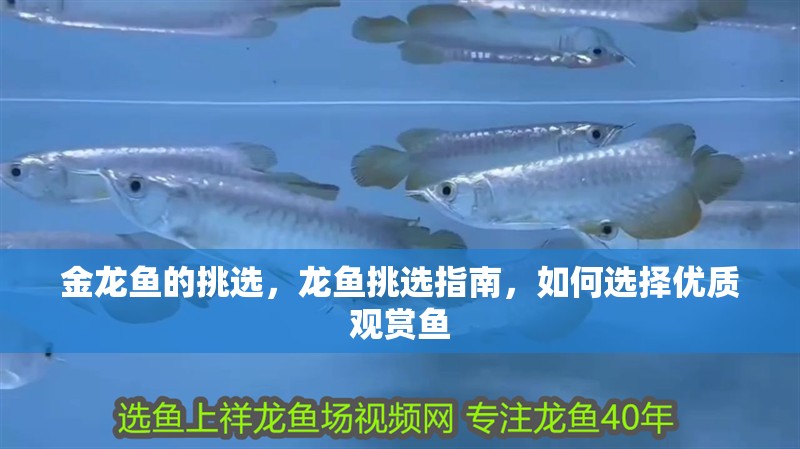 金龍魚的挑選，龍魚挑選指南，如何選擇優(yōu)質(zhì)觀賞魚