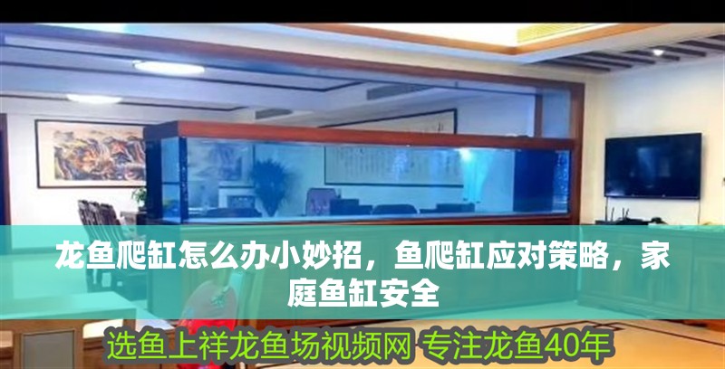 龍魚爬缸怎么辦小妙招，魚爬缸應對策略，家庭魚缸安全