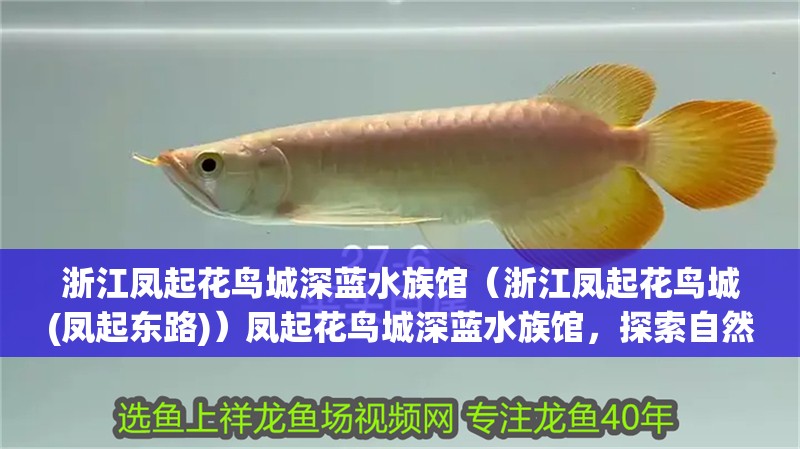 浙江鳳起花鳥城深藍水族館（浙江鳳起花鳥城(鳳起東路)）鳳起花鳥城深藍水族館，探索自然奇 浙江鳳起花鳥城深藍水族館（浙江鳳起花鳥城(鳳起東路)）鳳起花鳥城深藍水族館，探索自然奇 全國水族館企業名錄 第2張