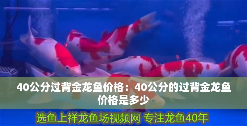 40公分過背金龍魚價格：40公分的過背金龍魚價格是多少