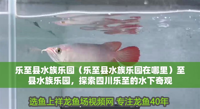 樂至縣水族樂園（樂至縣水族樂園在哪里）至縣水族樂園，探索四川樂至的水下奇觀