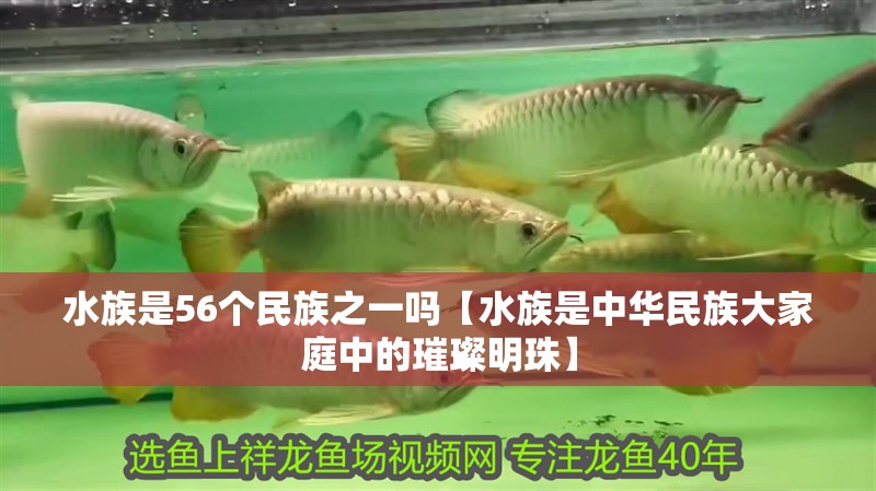 水族是56個民族之一嗎【水族是中華民族大家庭中的璀璨明珠】 水族是56個民族之一嗎【水族是中華民族大家庭中的璀璨明珠】 龍魚論壇