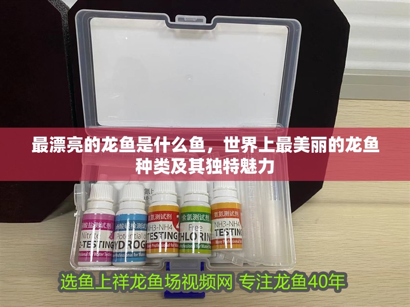 最漂亮的龍魚是什么魚，世界上最美麗的龍魚種類及其獨特魅力