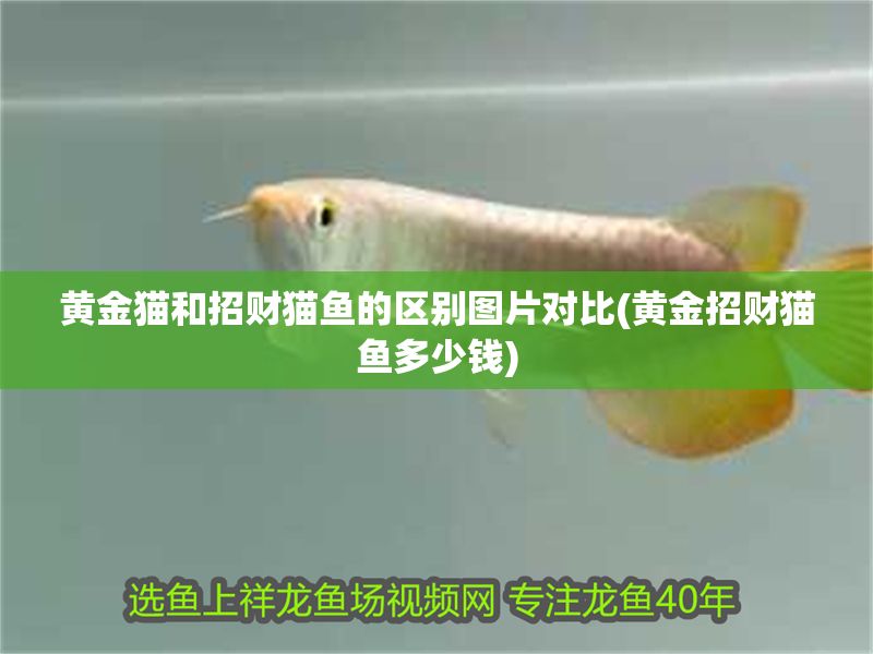 黃金貓和招財貓魚的區(qū)別圖片對比(黃金招財貓魚多少錢)