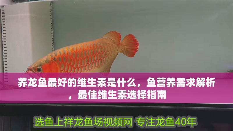 養(yǎng)龍魚最好的維生素是什么,魚營養(yǎng)需求解析,最佳維生素選擇指南 龍魚百科 第4張 養(yǎng)龍魚最好的維生素是什么,魚營養(yǎng)需求解析,最佳維生素選擇指南 養(yǎng)龍魚最好的維生素是什么,魚營養(yǎng)需求解析,最佳維生素選擇指南 龍魚百科 第4張