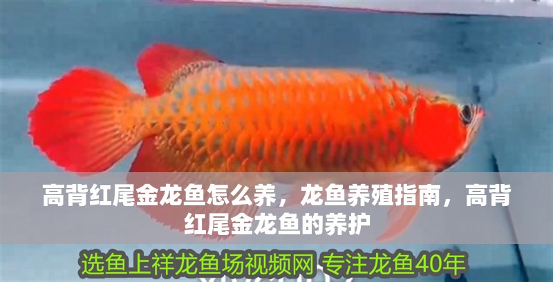 高背紅尾金龍魚怎么養，龍魚養殖指南，高背紅尾金龍魚的養護