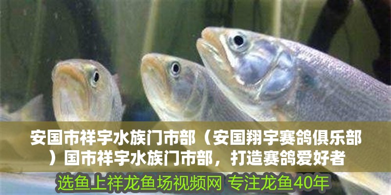 安國(guó)市祥宇水族門市部（安國(guó)翔宇賽鴿俱樂部）國(guó)市祥宇水族門市部，打造賽鴿愛好者