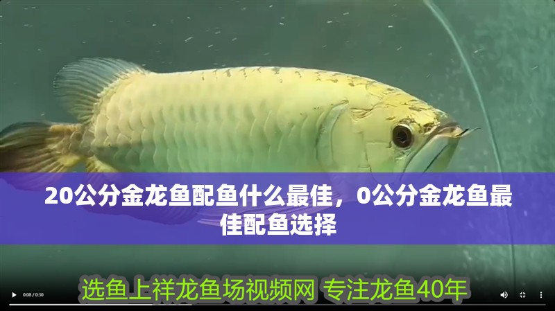 20公分金龍魚配魚什么最佳，0公分金龍魚最佳配魚選擇