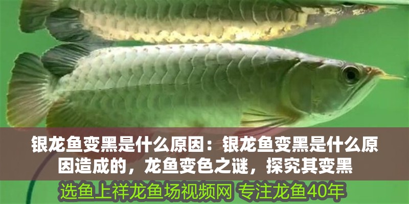銀龍魚(yú)變黑是什么原因：銀龍魚(yú)變黑是什么原因造成的，龍魚(yú)變色之謎，探究其變黑