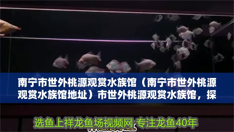 南寧市世外桃源觀賞水族館（南寧市世外桃源觀賞水族館地址）市世外桃源觀賞水族館，探索自然奇觀，體驗水下