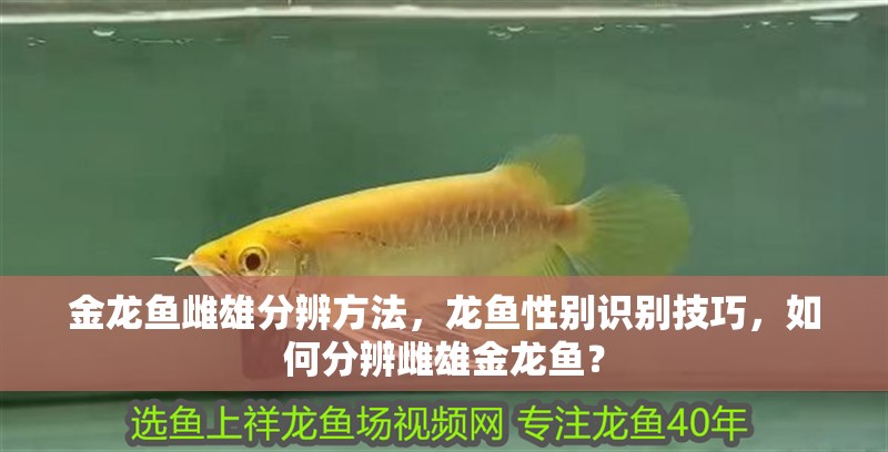 金龍魚雌雄分辨方法，龍魚性別識別技巧，如何分辨雌雄金龍魚？