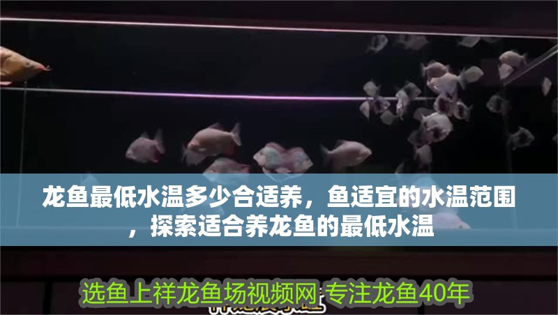 龍魚最低水溫多少合適養(yǎng)，魚適宜的水溫范圍，探索適合養(yǎng)龍魚的最低水溫