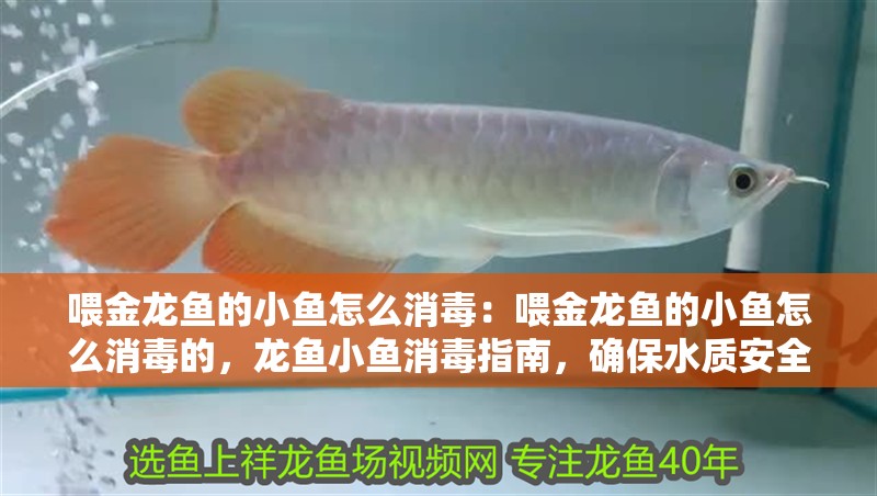 喂金龍魚的小魚怎么消毒：喂金龍魚的小魚怎么消毒的，龍魚小魚消毒指南，確保水質安全