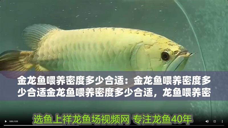 金龍魚喂養密度多少合適：金龍魚喂養密度多少合適金龍魚喂養密度多少合適，龍魚喂養密度指南，如何確定合適的