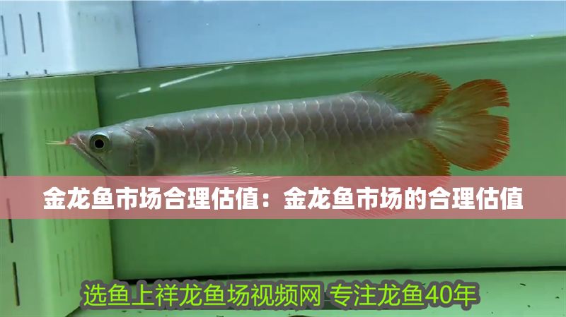 金龍魚市場合理估值：金龍魚市場的合理估值