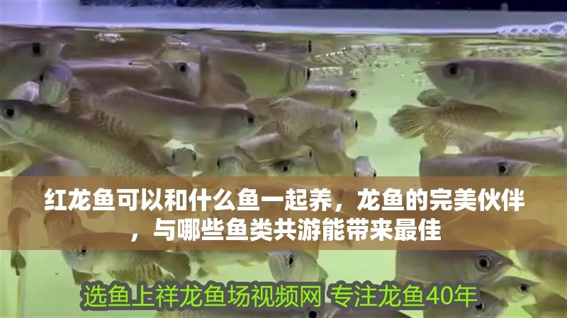 紅龍魚可以和什么魚一起養，龍魚的完美伙伴，與哪些魚類共游能帶來最佳