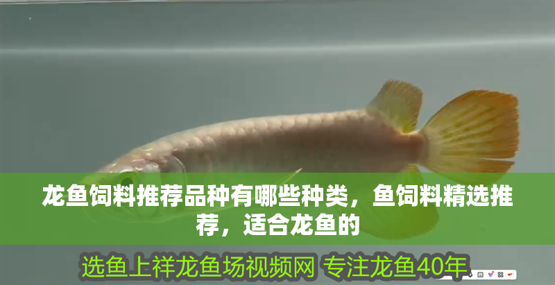 龍魚飼料推薦品種有哪些種類，魚飼料精選推薦，適合龍魚的