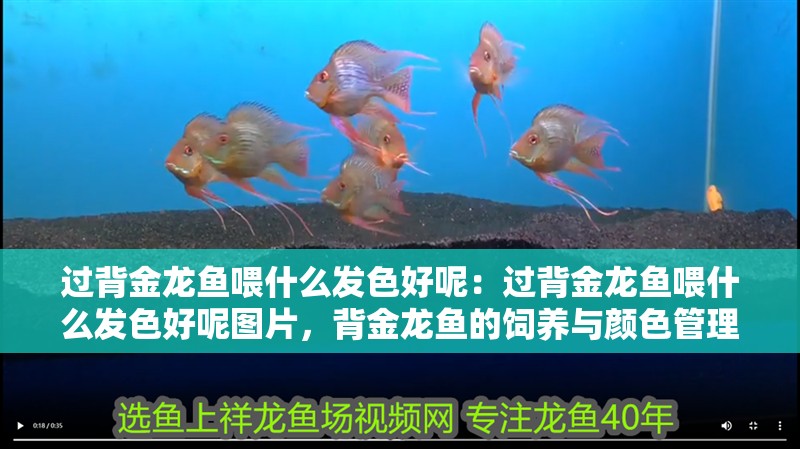 過背金龍魚喂什么發(fā)色好呢：過背金龍魚喂什么發(fā)色好呢圖片，背金龍魚的飼養(yǎng)與顏色管理