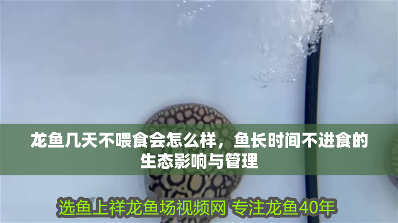 龍魚幾天不喂食會怎么樣,魚長時間不進食的生態影響與管理 龍魚百科 第2張 龍魚幾天不喂食會怎么樣,魚長時間不進食的生態影響與管理 龍魚幾天不喂食會怎么樣,魚長時間不進食的生態影響與管理 龍魚百科 第2張